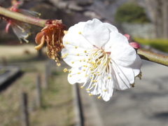 Prunus mume
