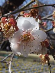 Prunus mume