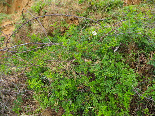 Rosa bracteata iNat (3)