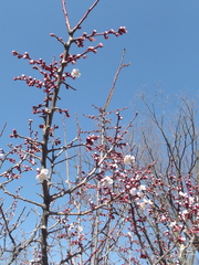 Prunus mume