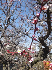 Prunus mume