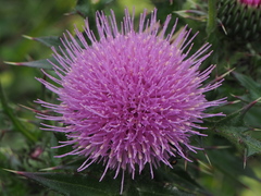 Cirsium japonicum australe