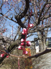 Prunus mume