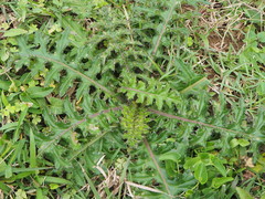 Cirsium japonicum australe