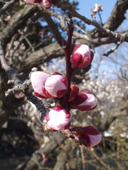 Prunus mume