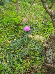 Cirsium japonicum australe
