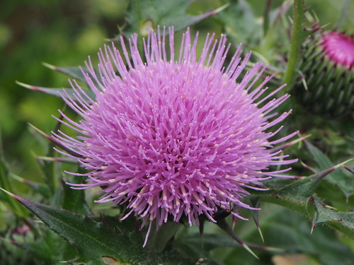 Subespecie Cirsium japonicum australe · iNaturalist Ecuador