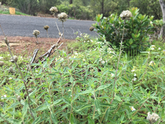 Monardella odoratissima