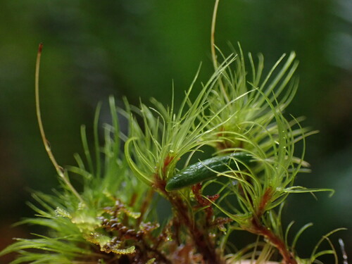 Image of Dusky Fork-Moss (Dicranum fuscescens) by no rights reserved