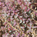 Arabian Jointed Glasswort - Photo (c) redhat, some rights reserved (CC BY-NC), uploaded by redhat
