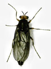 Inopus rubriceps