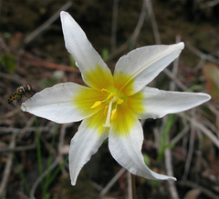 Erythronium helenae