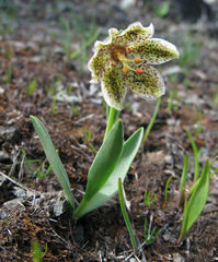 Fritillaria purdyi