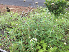 Monardella odoratissima