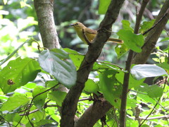 Myiothlypis bivittata