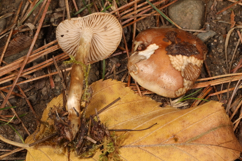 Hebeloma excedens (Photo 2 of 2)