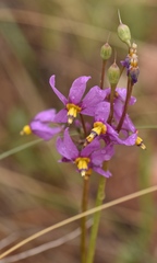 Primula pauciflora shoshonensis