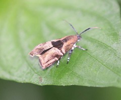 Phycodes taonopa