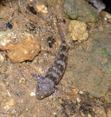 Bathygobius fuscus