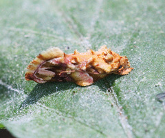 Aeolanthes rhodochrysa