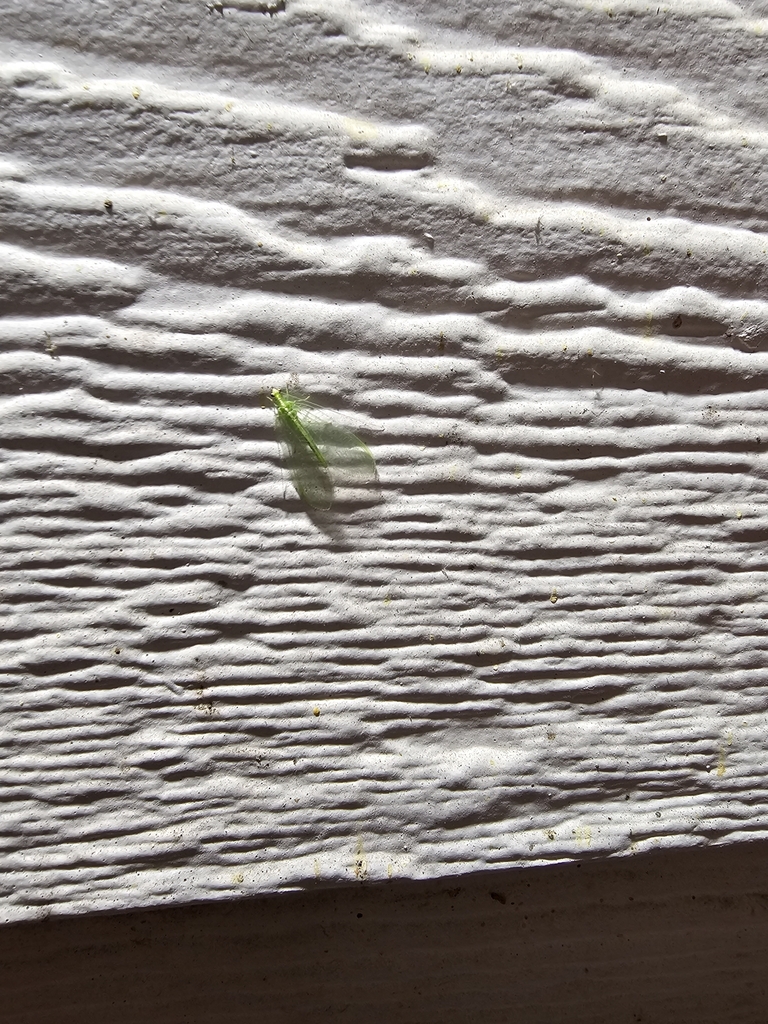 Chrysopini from Hometown Kyle, Kyle, TX 78640, USA on November 5, 2023