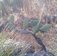 Opuntia rzedowskii