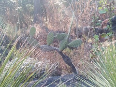 Opuntia rzedowskii