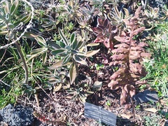 Phlebodium araneosum