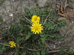 Taraxacum formosanum