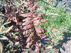 Phlebodium araneosum