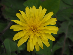 Taraxacum formosanum
