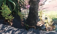 Phlebodium araneosum