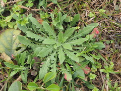 Taraxacum formosanum