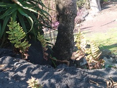 Phlebodium araneosum