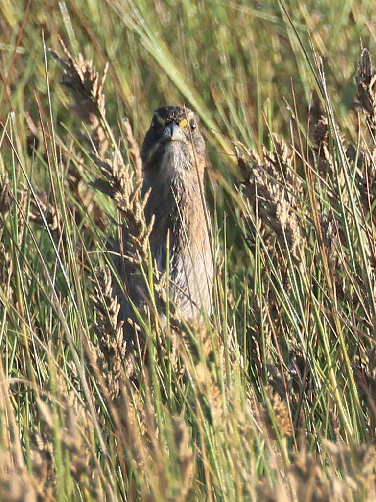 Seaside Sparrow from 3000 Holly Beach Hwy, Hackberry, LA 70645, USA on