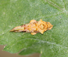 Aeolanthes rhodochrysa