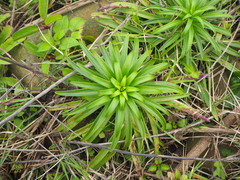 Lilium longiflorum scabrum