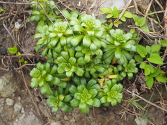 Lysimachia mauritiana