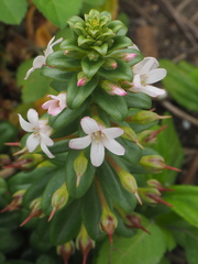 Lysimachia mauritiana