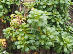 Lysimachia mauritiana