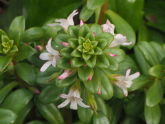 Lysimachia mauritiana