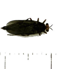 Inopus rubriceps