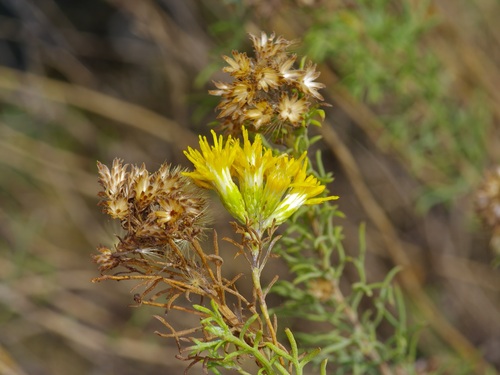 Image of Isocoma coronopifolia by (c) Michelle W. （鍾偉瑋）, some rights reserved (CC BY)