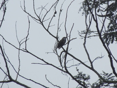 Elliotomyia chionogaster