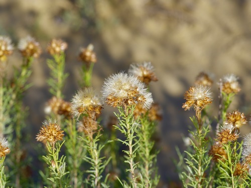 Image of Isocoma coronopifolia by (c) Michelle W. （鍾偉瑋）, some rights reserved (CC BY)