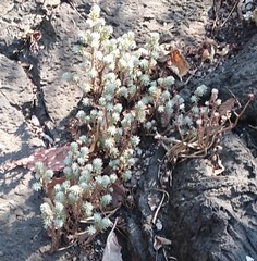 Sedum griseum