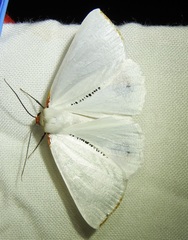 Thalaina selenaea