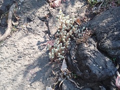 Sedum griseum