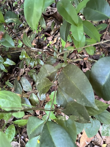 Eugenia pseudopsidium, photograph 6