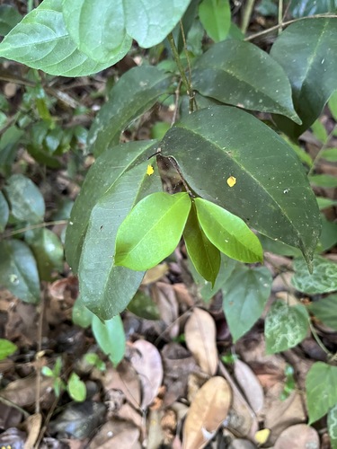 Image of Eugenia pseudopsidium by (c) harrier, some rights reserved (CC BY)